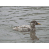 Blonde Common Scoter