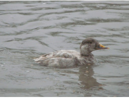 Blonde Common Scoter