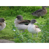 Sharp Winged Teal