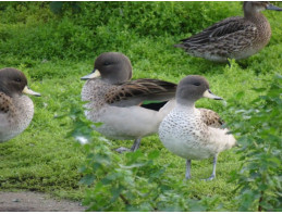 Sharp Winged Teal