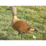 Cape Shelduck