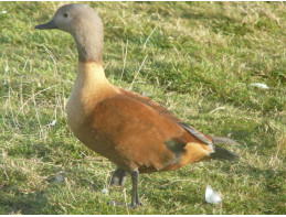 Cape Shelduck