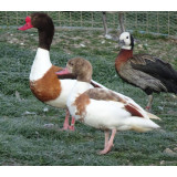 Blonde European Shelducks