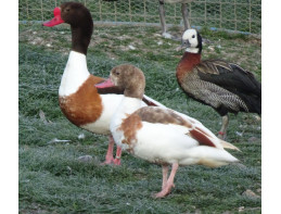 Blonde European Shelducks