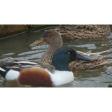 Blonde Northern Shovelers