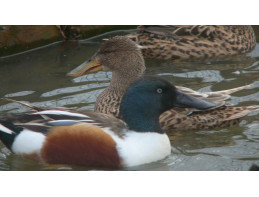 Blonde Northern Shovelers