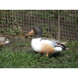 Cinnamon Northern Shovelers