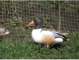 Cinnamon Northern Shovelers