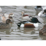 Northern Shovelers