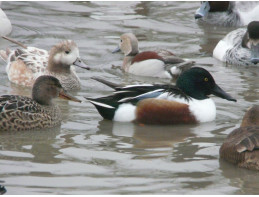 Northern Shovelers