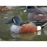 New Zealand Shoveler