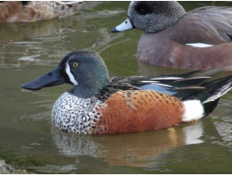 New Zealand Shoveler