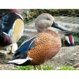 Argentine Red Shoveler