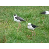 Black Winged Stilts