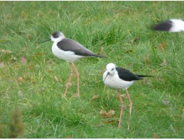 Black Winged Stilts