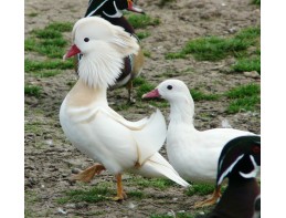 Silver Mandarins