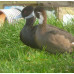 Southern Pochard