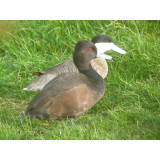 Southern Pochard