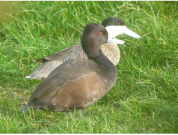 Southern Pochard