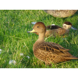 South Georgian Pintail