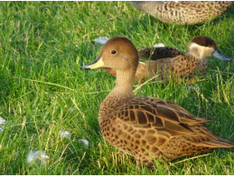 South Georgian Pintail