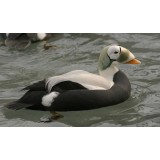 Spectacled Eider