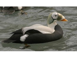 Spectacled Eider