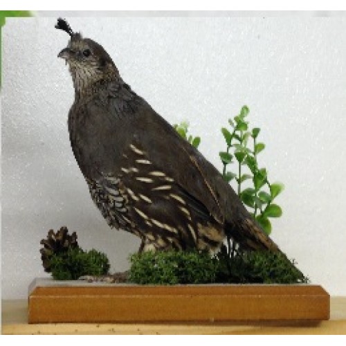 Californian Quail Hen