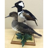 Hooded Merganser pair