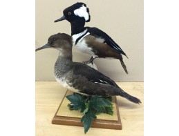 Hooded Merganser pair