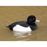 Tufted Duck