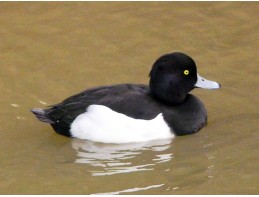 Tufted Duck