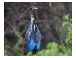 Vulturine Guineafowl