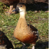 Wandering Whistling Ducks