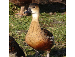 Wandering Whistling Ducks