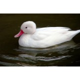 Albino Bahama Pintail