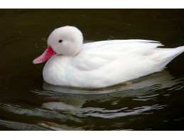 Albino Bahama Pintail