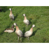 Silver White Faced Whistling Ducks