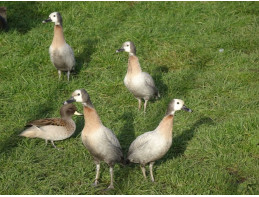 Silver White Faced Whistling Ducks