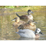 African White Backed Ducks