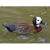 White Faced Whistling Ducks