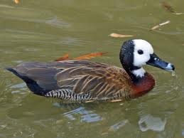 White Faced Whistling Ducks