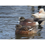 American Wigeon