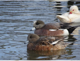 American Wigeon