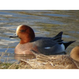 European Wigeon