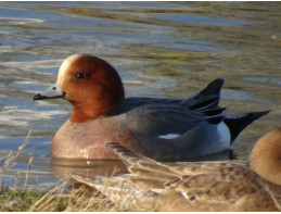 European Wigeon