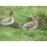 Blonde European Wigeon