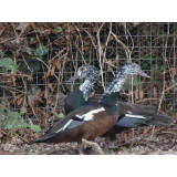White Winged Wood Duck