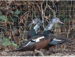 White Winged Wood Duck